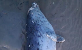 На пляже в Сосновом Бору нашли мертвую нерпу