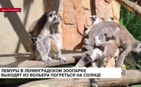Лемуры в Ленинградском зоопарке принимают солнечные ванны