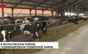 В Волосовском районе газифицировали племенной завод