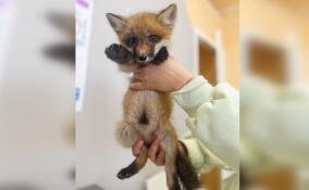 Лисёнок Ваня здоров благодаря ветврачам из Ленобласти