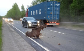 В Волховском районе насмерть сбили лося