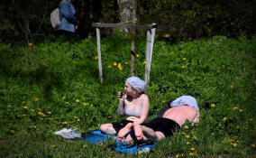 Жителей Петербурга 14 июня ожидает до +26 градусов жары