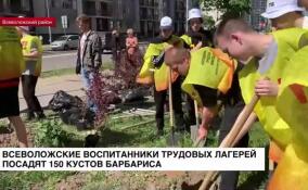 Всеволожские воспитанники в трудовых лагерях посадят 150 кустов барбариса