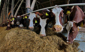 Около 775 млн рублей вложат в строительство второй очереди завода «Фава» по производству кормов для животных
