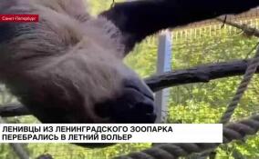 Ленивцы из Ленинградского зоопарка перебрались в летний вольер