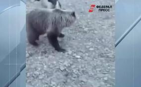 Собаки спасли двух щенят от медведя в одном из вахтовых поселков Якутии