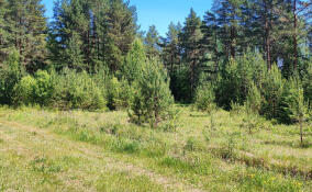 Активисты высадили в Волховском районе 500 саженцев сосны