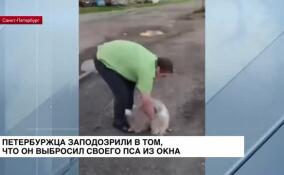 На юге Петербурга живодер выбросил собаку из окна