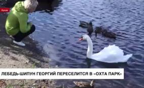 Лебедь-шипун Георгий покинул Дворцовый парк Гатчины