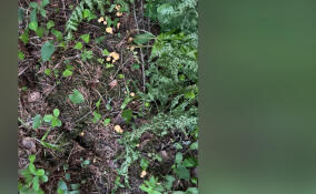 Ароматы июля: грибники вышли на охоту за лисичками в Ленобласти