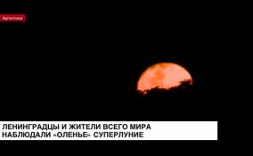 Ленинградцы и жители всего мира наблюдали «оленье» суперлуние
