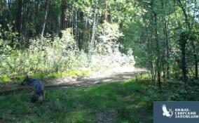 Фотоловушка Нижне-Свирского заповедника запечатлела прогулку двух волков