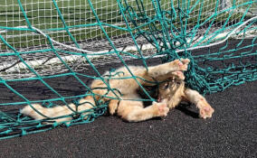 В Сертолово спасли кота, застрявшего в сетке на футбольном поле