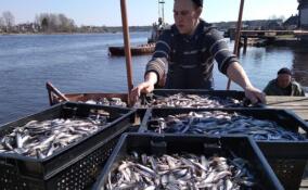 Хозяйства Ленобласти увеличили добычу рыбы на 24%