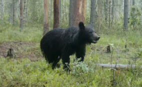 Видеоловушка сняла молодую медведицу в поисках жениха во Всеволожском районе