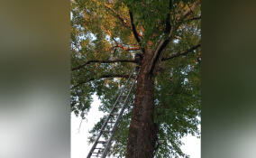 В Ленобласти спасли напуганного кота, который три дня просидел на дереве