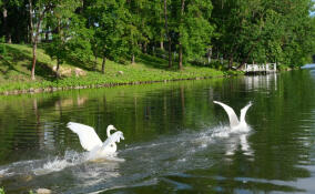 Жителям Ленобласти предложили выбрать имена лебедям-новоселам Дворцового парка