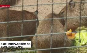 В Ленинградском зоопарке прошел День капибары