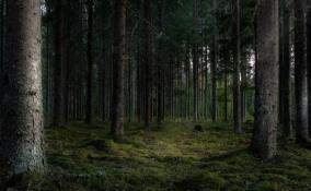 Александр Дрозденко снял запрет на посещение лесов Ленобласти