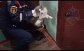 Шлиссельбургские спасатели вызволили дворового кота, застрявшего в ящике с проводами