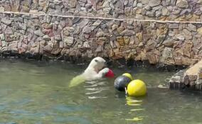 Ленинградский зоопарк показал игры белой медведицы Хаарчааны в бассейне