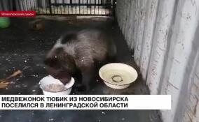 Медвежонок Тюбик из Новосибирска поселился в Ленобласти