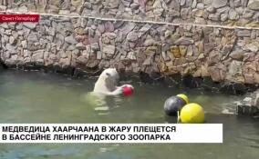 Белая медведица Хаарчаана в жару плещется в бассейне