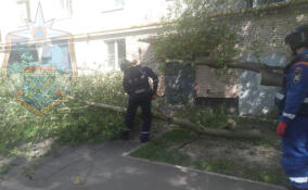 На Никольской улице в Тосно упавшее дерево перекрыло вход в подъезд жилого дома