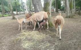 Родившегося на зооферме «Приют Белоснежки» малыша ламы показали на видео