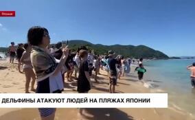 Дельфины атакуют людей на пляжах Японии