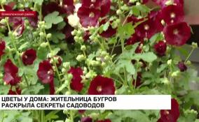 Цветы у дома: жительница Бугров раскрыла секреты садоводов