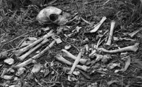 Около озера в Выборгском районе нашли скелет с курткой охраны Минтранса