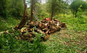 Жителям Волхова предлагают бесплатно забрать дрова из лесопарка им. Антипова