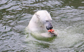 Лакомство в жару: Ленинградский зоопарк опубликовал забавные снимки медведицы Хаарчааны с «мороженым»