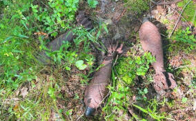 В лесу около поселка Подгорное нашли три старые мины