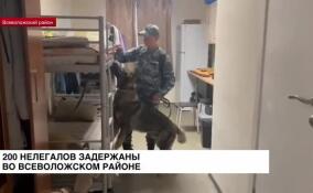 200 нелегалов задержаны в Всеволожском районе Ленобласти
