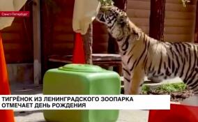 День рождения отмечает тигренок Зевс из Ленинградского зоопарка