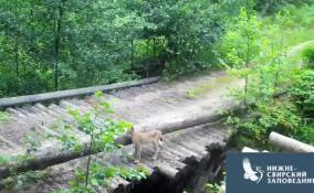 В Ленобласти рысь не захотела мочить лапки и перешла реку по мостику – видео