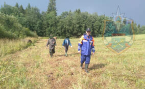 Пожилой женщине не дали пропасть в лесу в Волховском районе