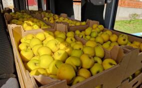 Крым подарил Ленобласти 10 тонн яблок к празднованию 96-й годовщины
