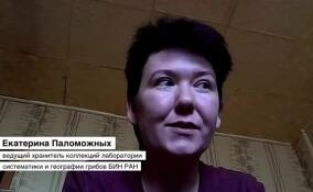 Эксперт рассказала о наиболее опасных грибах в России