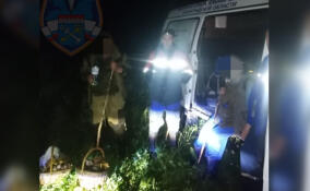 Спасатели пришли на помощь заплутавшим грибникам в Приозерском районе