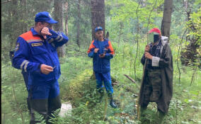Заблудившегося в лесу пожилого мужчину спасли в Волхове