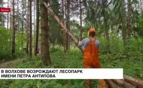 В Волхове возрождают лесопарк имени Петра Антипова