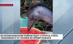 Во Всеволожском районе после пожара в СНТ «Ромашка» разыскивают страуса Степу