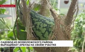 Садовод из Всеволожского района выращивает арбузы на своем участке