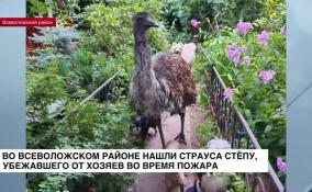 Во Всеволожском районе нашли страуса Степу, убежавшего от хозяев во время пожара