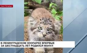 В Ленинградском зоопарке впервые за 16 лет родился манул