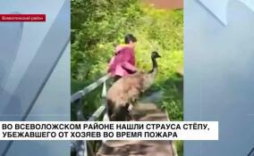 Стали известны подробности операции по ловле сбежавшего страуса во Всеволожском районе