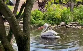 В Ленинградском зоопарке показали, как кормят пеликанов
